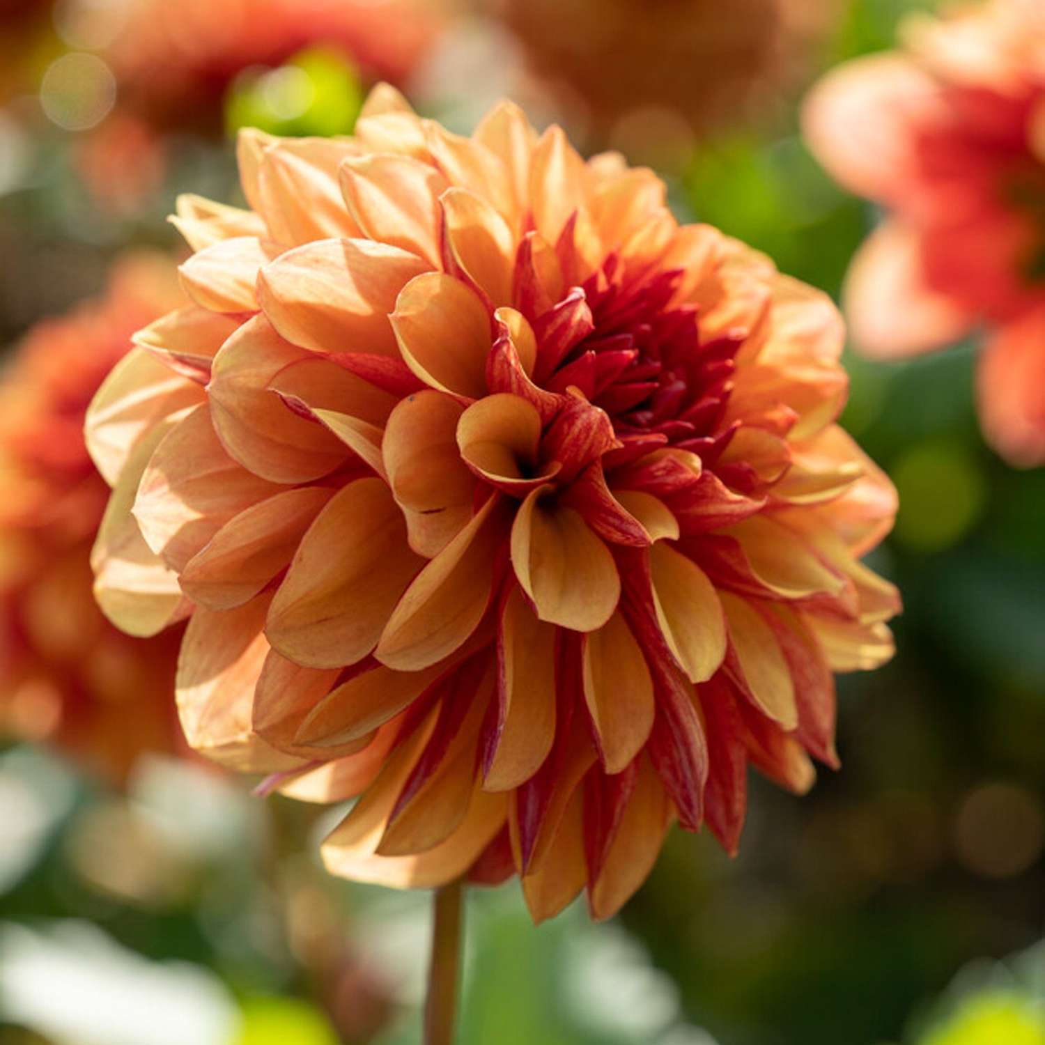 Dahlie 'Creme de Cognac'